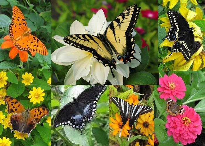 Vườn Bướm (Butterfly Garden)