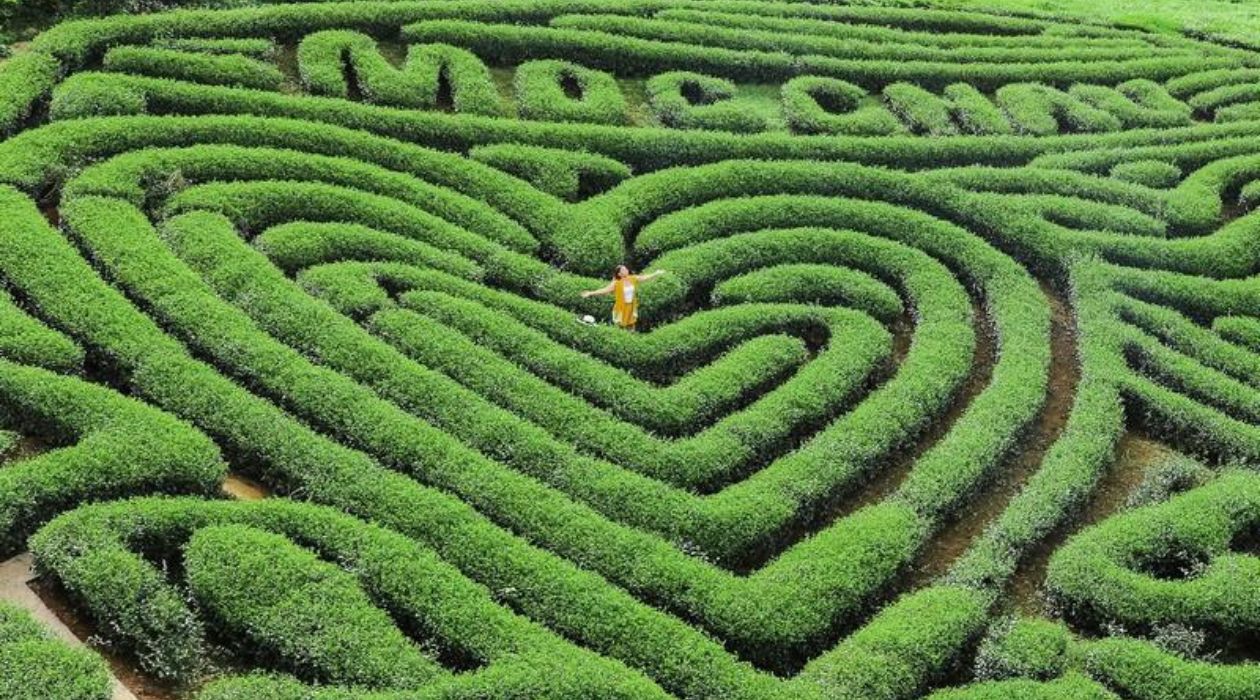 Đồi chè Trái tim Mộc Châu nổi bật với hình trái tim xanh mướt.