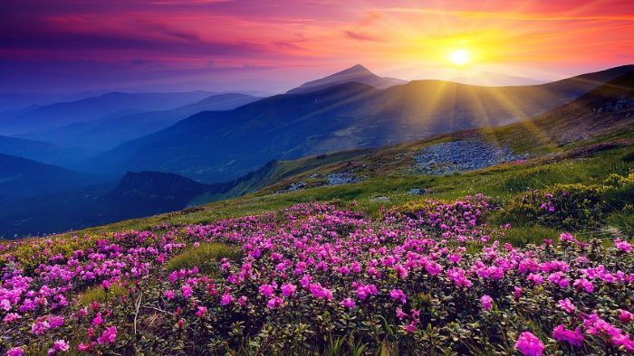 Cảnh đẹp nên thơ như tranh vẽ khi tới thung lũng đầy hoa ở Uttaranchal