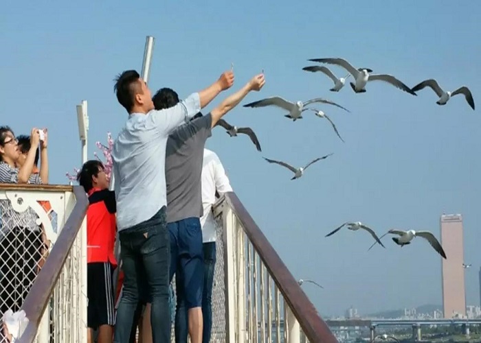 Trải nghiệm đi phà trên biển ở Incheon để cho hải âu ăn