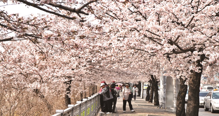 Tour Hàn Quốc 5N4Đ: Đà Nẵng - Seoul - Đảo Nami - Tháp Namsan - Công viên Everland - Công viên Youido, VMB + KS 3*