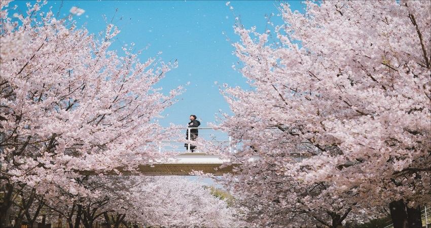 Tour Hàn Quốc 5N4Đ: Đà Nẵng - Seoul - Đảo Nami - Tháp Namsan - Công viên Everland - Công viên Youido, VMB + KS 3*
