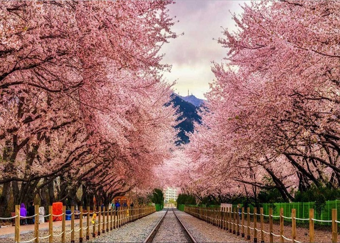 Tour Hàn Quốc 5N4Đ: Đà Nẵng - Seoul - Đảo Nami - Tháp Namsan - Công viên Everland - Công viên Youido, VMB + KS 3*
