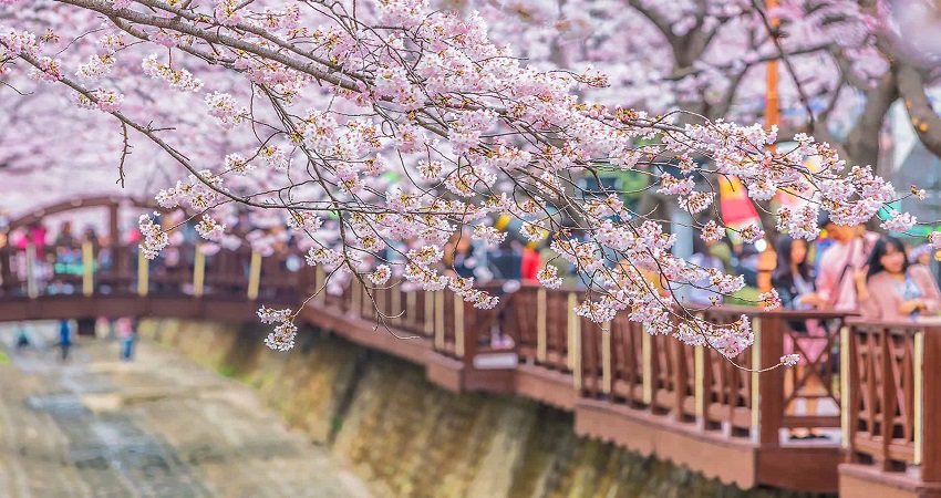 Tour Hàn Quốc 5N4Đ: Đà Nẵng - Seoul - Đảo Nami - Tháp Namsan - Công viên Everland - Công viên Youido, VMB + KS 3*