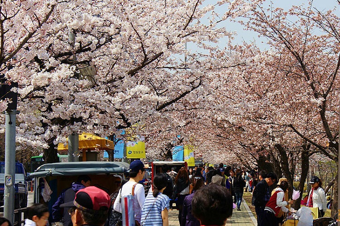 Tour Hàn Quốc 5N4Đ mùa hoa anh đào: Từ HCM - Seoul - Jeju - Đảo Nami - Khu Giải Trí Lotte World - Công Viên Yeouido, Bay Asiana Airlines + KS 4*