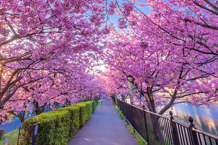 Kawazu Sakura Matsuri