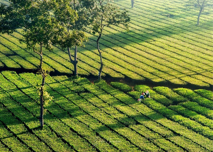 Tour Tây Nguyên 3N2Đ: Từ Đà Nẵng - Măng Đen - Kon Tum - Pleiku, Xe Ô tô