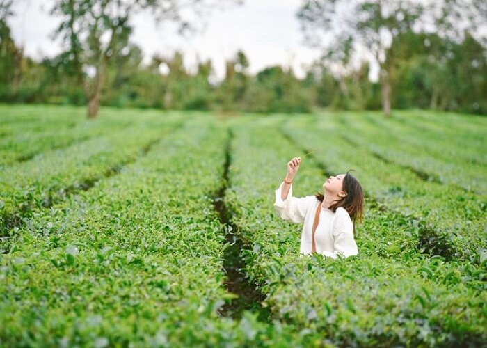Tour Tây Nguyên 3N2Đ: Từ Đà Nẵng - Măng Đen - Kon Tum - Pleiku, Xe Ô tô