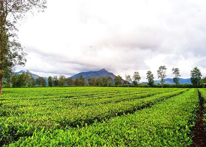 Tour Tây Nguyên 3N2Đ: Từ Đà Nẵng - Măng Đen - Kon Tum - Pleiku, Xe Ô tô