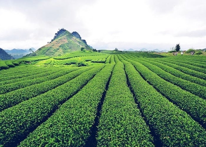 Tour Tây Nguyên 3N2Đ: Từ Đà Nẵng - Măng Đen - Kon Tum - Pleiku, Xe Ô tô