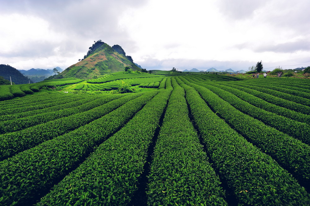 Mộc Châu - cao nguyên xanh mát, trong lành Mộc Châu - cao nguyên xanh mát, trong lành