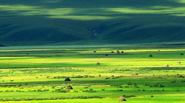 Bãi cỏ xanh ngắt vô tận ở thảo nguyên Hulun Buir