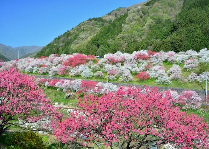 Tour Nhật Bản 6N5Đ: HCM - Fukushima - Tochigi - Công Viên Ashikaga - Tokyo - Ibaraki - Fukushima, Bay Vietjet Air, rực rỡ sắc hoa anh đào