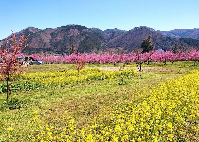 Tour Nhật Bản 6N5Đ: HCM - Fukushima - Tochigi - Công Viên Ashikaga - Tokyo - Ibaraki - Fukushima, Bay Vietjet Air, rực rỡ sắc hoa anh đào