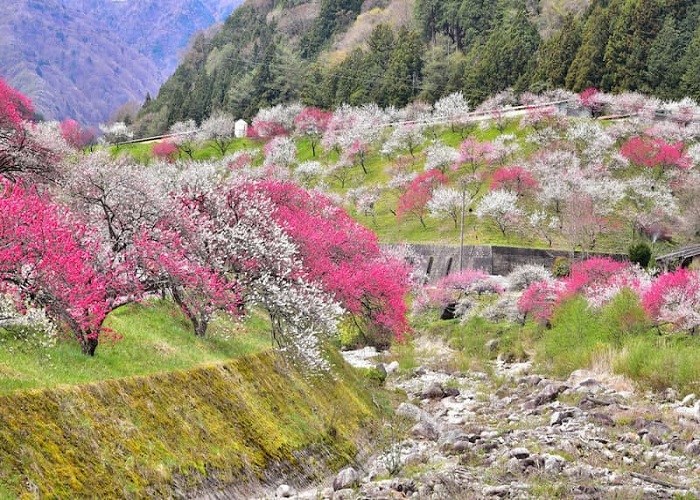 Tour Nhật Bản 6N5Đ: HCM - Fukushima - Tochigi - Công Viên Ashikaga - Tokyo - Ibaraki - Fukushima, Bay Vietjet Air, rực rỡ sắc hoa anh đào