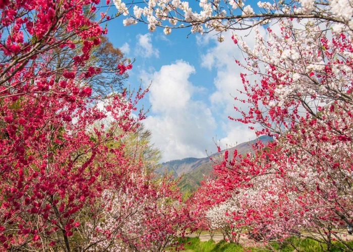 Tour Nhật Bản 6N5Đ: HCM - Fukushima - Tochigi - Công Viên Ashikaga - Tokyo - Ibaraki - Fukushima, Bay Vietjet Air, rực rỡ sắc hoa anh đào