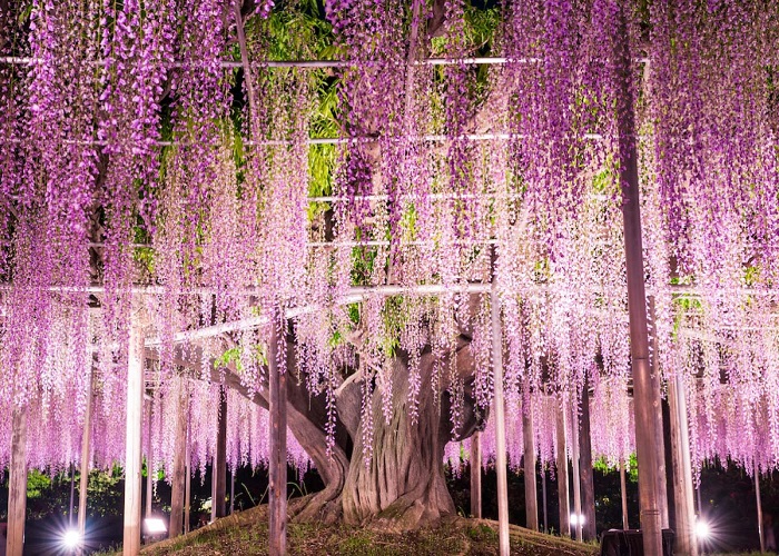 Tour Nhật Bản 6N5Đ: Từ HCM - Tokyo - Ashikaga - Fuji - Nagoya - Kyoto - Osaka, Vietjet air, KS 3,4*, khám phá lễ hội hoa tử đằng & hoa chi anh