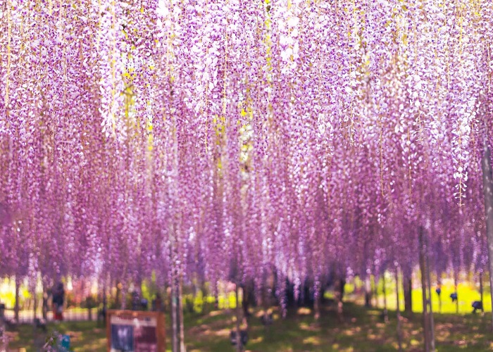Tour Nhật Bản 6N5Đ: Từ HCM - Tokyo - Ashikaga - Fuji - Nagoya - Kyoto - Osaka, Vietjet air, KS 3,4*, khám phá lễ hội hoa tử đằng & hoa chi anh