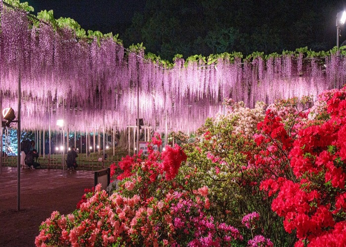 Tour Nhật Bản 6N5Đ: Từ HCM - Tokyo - Ashikaga - Fuji - Nagoya - Kyoto - Osaka, Vietjet air, KS 3,4*, khám phá lễ hội hoa tử đằng & hoa chi anh