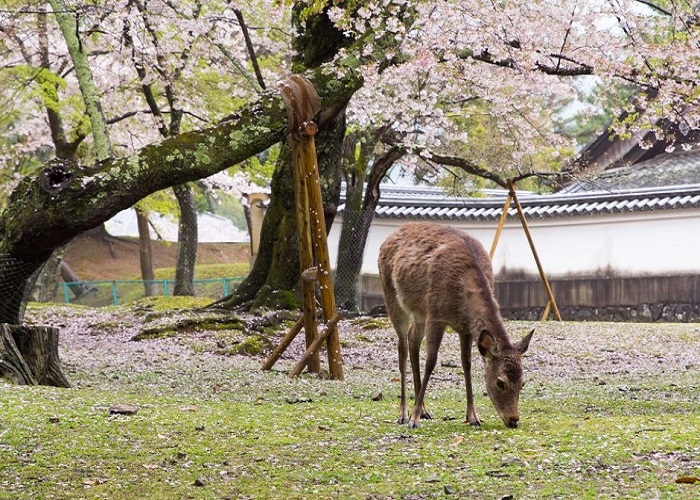 Tour Nhật Bản 6N5Đ: Từ Đà Nẵng - Cố đô Kyoto - Thành phố cảng Kobe - Nara - Osaka Thành phố không ngủ, Bay Vietnam Airlines