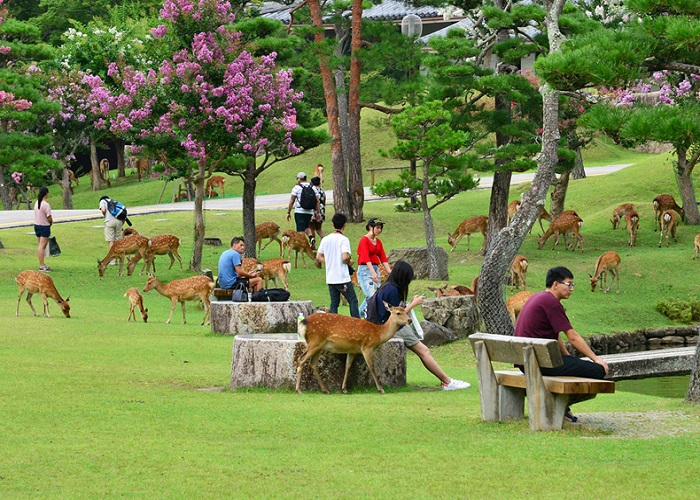 Tour Nhật Bản 6N5Đ: Từ Đà Nẵng - Cố đô Kyoto - Thành phố cảng Kobe - Nara - Osaka Thành phố không ngủ, Bay Vietnam Airlines