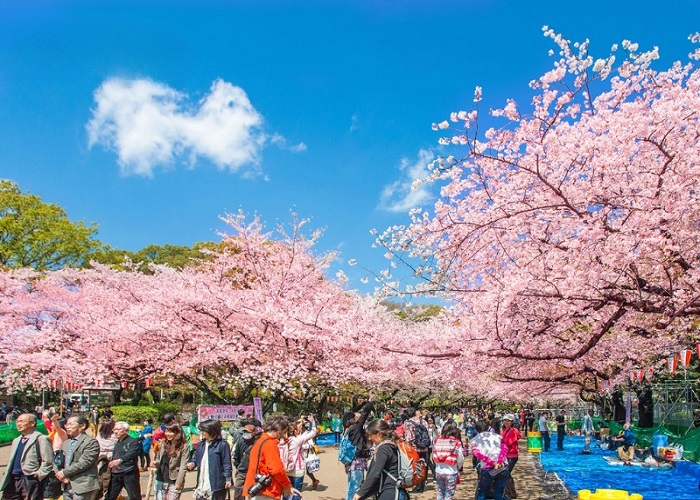 Tour Nhật Bản 5N4Đ: Từ HCM - Shizuoka - Yamanashi - Fuji - Tokyo, Bay Vietnam Airlines + KS 4*, Khám phá mùa hoa anh đào