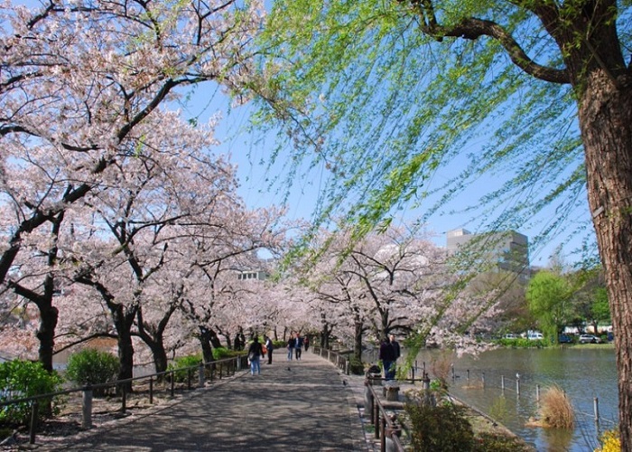 Tour Nhật Bản 5N4Đ: Từ HCM - Shizuoka - Yamanashi - Fuji - Tokyo, Bay Vietnam Airlines + KS 4*, Khám phá mùa hoa anh đào