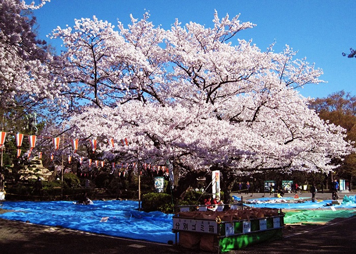 Tour Nhật Bản 5N4Đ: Từ HCM - Shizuoka - Yamanashi - Fuji - Tokyo, Bay Vietnam Airlines + KS 4*, Khám phá mùa hoa anh đào