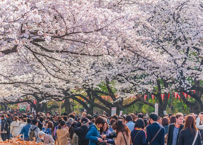 Tour Nhật Bản 5N4Đ: Từ HCM - Shizuoka - Yamanashi - Fuji - Tokyo, Bay Vietnam Airlines + KS 4*, Khám phá mùa hoa anh đào