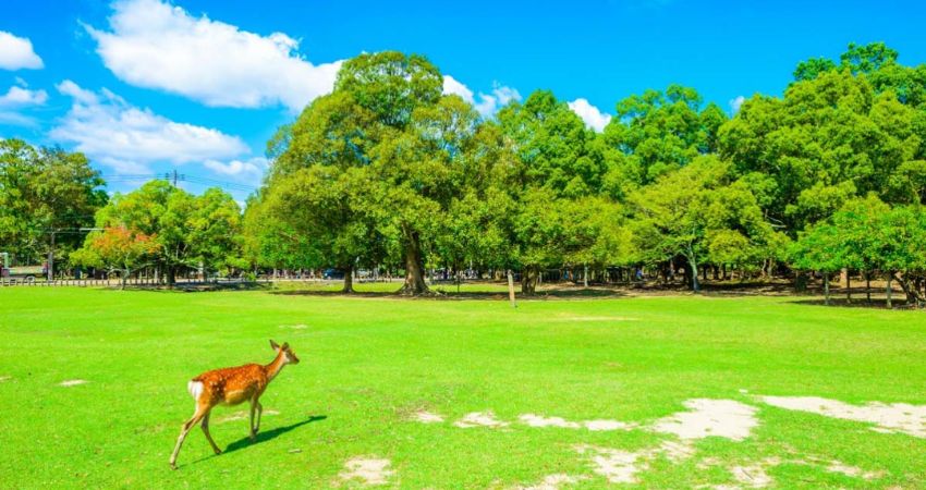 Tour du lịch Nhật Bản 5 ngày 4 đêm: HCM - Kobe - Kyoto - Osaka - Izumisano, Bay Vietnam Airlines + KS 3,4*
