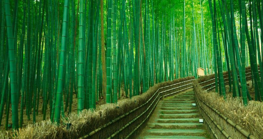 Tour du lịch Nhật Bản 5 ngày 4 đêm: HCM - Kobe - Kyoto - Osaka - Izumisano, Bay Vietnam Airlines + KS 3,4*