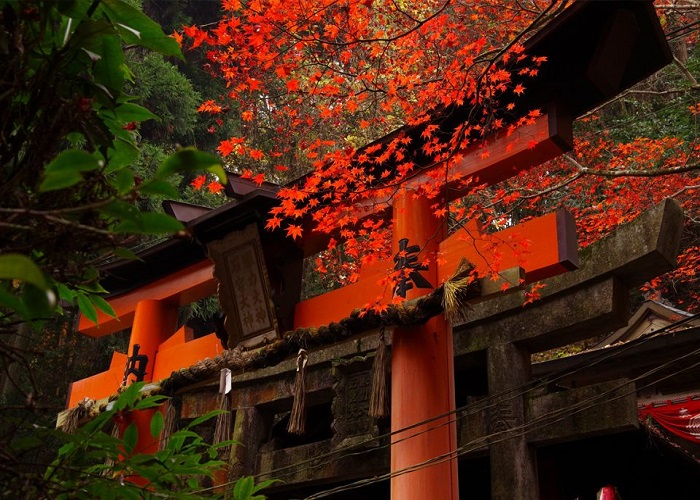 Tour Nhật Bản 6N5Đ: Từ HCM - Nagoya - Shirakawago - Takayama - Tateyama - Ishikawa - Kyoto - Osaka - Kobe, Bay Vietnam Airlines, khám phá hoa tử đằng