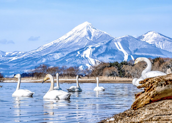 Tour Nhật Bản 6N5Đ: HCM - Fukushima - Tochigi - Công Viên Ashikaga - Tokyo - Ibaraki - Fukushima, Bay Vietjet Air, rực rỡ sắc hoa anh đào