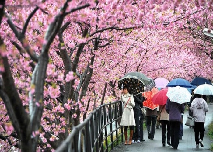 Tour Nhật Bản 6N5Đ: Từ HCM - Tokyo - Phú Sĩ - Nagoya - Kyoto - Osaka, Bay Vietjet Air + KS 3-4*, lễ hội hoa anh đào nở sớm