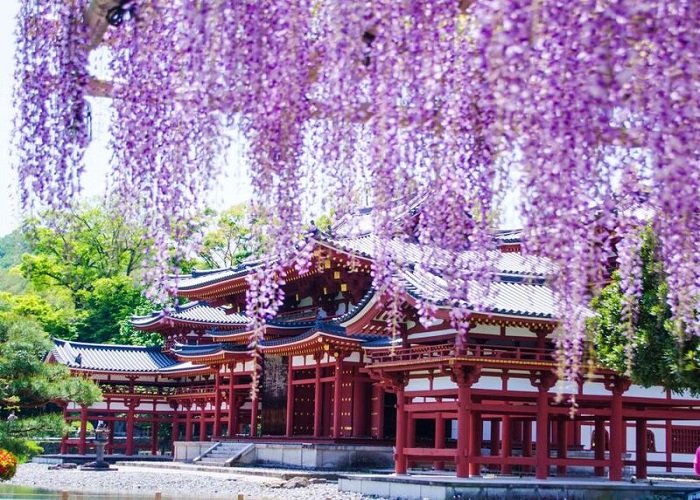 Hoa tử đằng tại đền Byodo-in