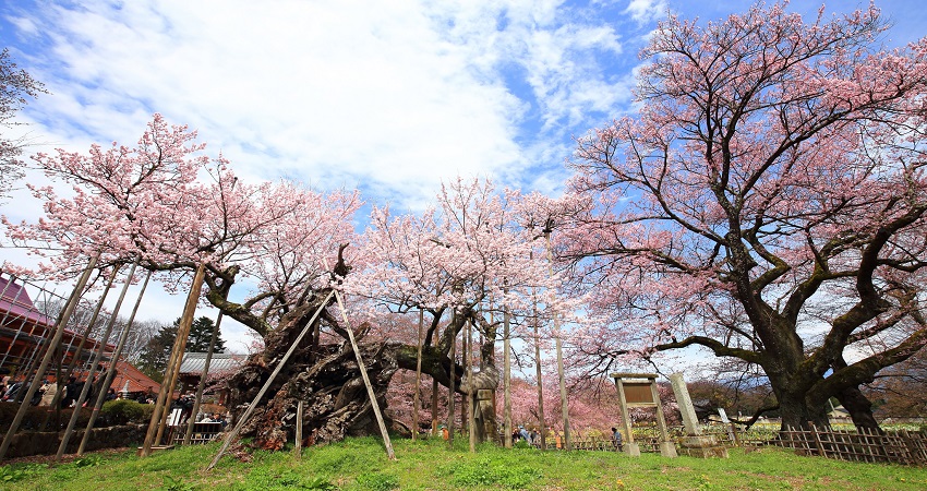 Tour Nhật Bản 5N4Đ: Từ HCM - Hakone - Yamanashi - Fuji - Yokohama - Tokyo, Bay All Nippon Airways/ Japan Airlines + KS 4*, khám phá mùa hoa anh đào