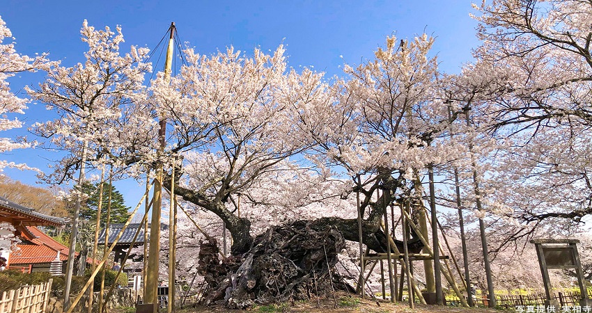 Tour Nhật Bản 5N4Đ: Từ HCM - Hakone - Yamanashi - Fuji - Yokohama - Tokyo, Bay All Nippon Airways/ Japan Airlines + KS 4*, khám phá mùa hoa anh đào