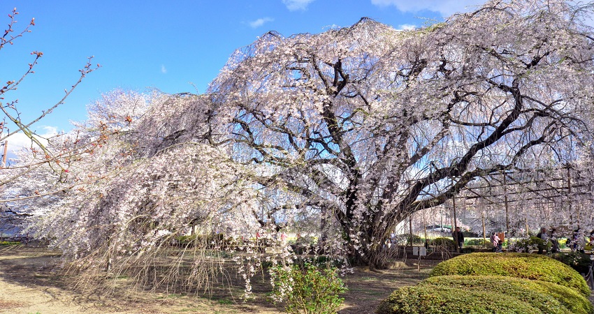 Tour Nhật Bản 5N4Đ: Từ HCM - Hakone - Yamanashi - Fuji - Yokohama - Tokyo, Bay All Nippon Airways/ Japan Airlines + KS 4*, khám phá mùa hoa anh đào