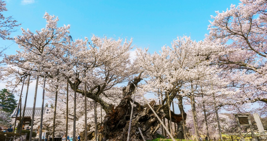 Tour Nhật Bản 5N4Đ: Từ HCM - Hakone - Yamanashi - Fuji - Yokohama - Tokyo, Bay All Nippon Airways/ Japan Airlines + KS 4*, khám phá mùa hoa anh đào