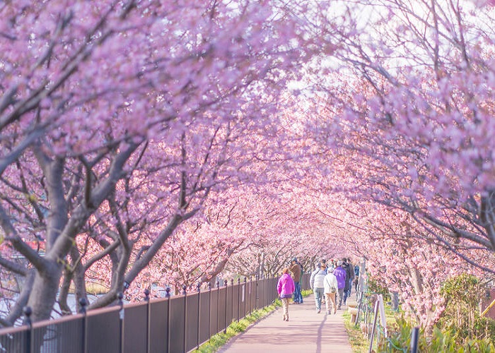 Tour Nhật Bản 5N4Đ: Từ HCM - Yamanashi - Fuji - Hakone - Tokyo, Bay Vietnam Airlines + KS 3,4*, khám phá mùa đông tuyết rơi