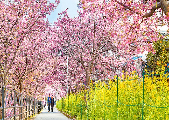 Tour Nhật Bản 5N4Đ: Từ HCM - Yamanashi - Fuji - Hakone - Tokyo, Bay Vietnam Airlines + KS 3,4*, khám phá mùa đông tuyết rơi