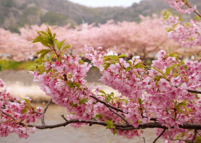 Tour Nhật Bản 5N4Đ: Từ HCM - Yamanashi - Fuji - Hakone - Tokyo, Bay Vietnam Airlines + KS 3,4*, khám phá mùa đông tuyết rơi