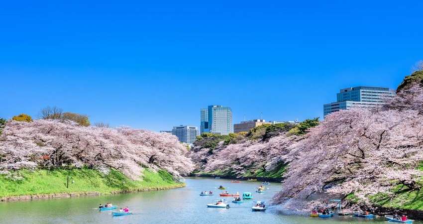 Tour Nhật Bản 5N4Đ: Từ HCM - Hakone - Yamanashi - Fuji - Yokohama - Tokyo, Bay All Nippon Airways/ Japan Airlines + KS 4*, khám phá mùa hoa anh đào