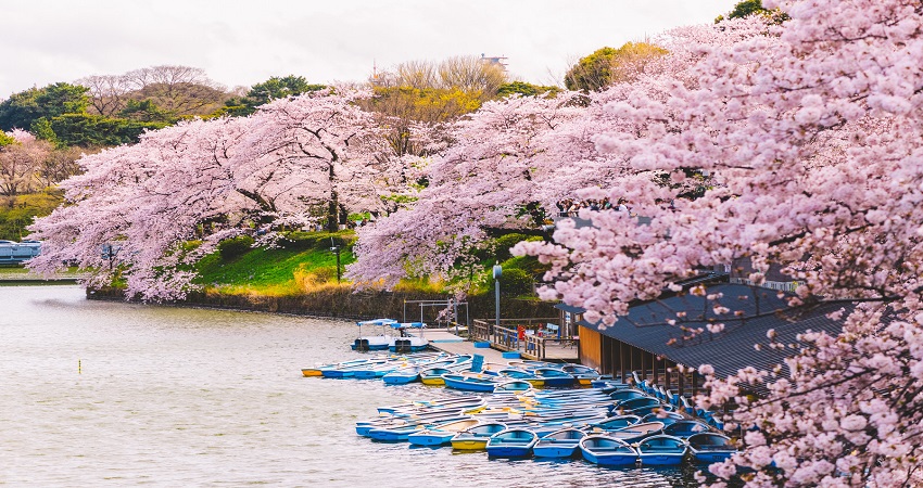 Tour Nhật Bản 5N4Đ: Từ HCM - Hakone - Yamanashi - Fuji - Yokohama - Tokyo, Bay All Nippon Airways/ Japan Airlines + KS 4*, khám phá mùa hoa anh đào