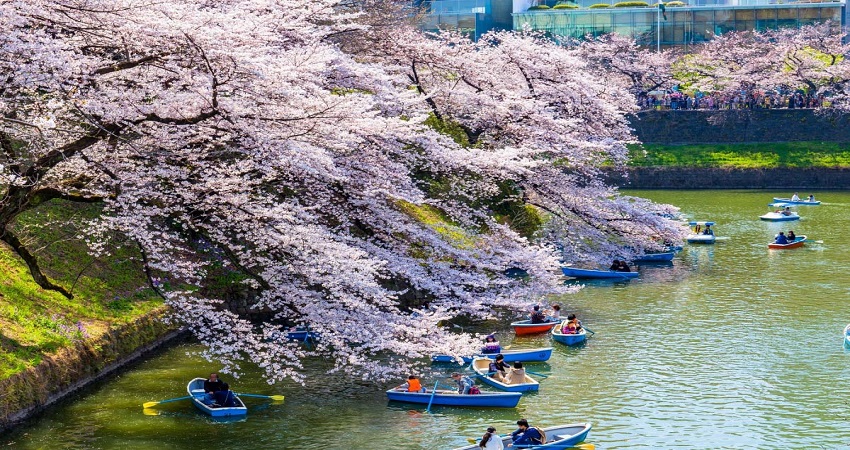 Tour Nhật Bản 5N4Đ: Từ HCM - Hakone - Yamanashi - Fuji - Yokohama - Tokyo, Bay All Nippon Airways/ Japan Airlines + KS 4*, khám phá mùa hoa anh đào