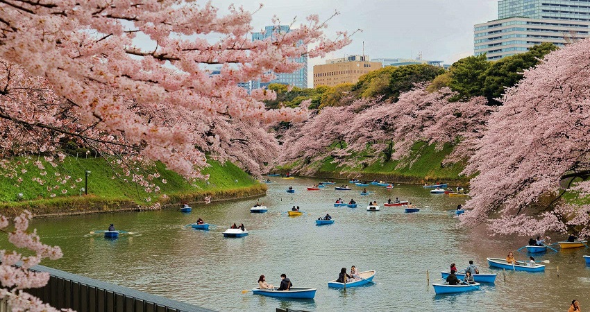 Tour Nhật Bản 5N4Đ: Từ HCM - Hakone - Yamanashi - Fuji - Yokohama - Tokyo, Bay All Nippon Airways/ Japan Airlines + KS 4*, khám phá mùa hoa anh đào