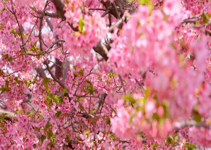 Tour Nhật Bản hoa anh đào 5N4Đ: Từ HCM - Shizuoka - Kawazu Zakura - Yamanashi - Nagano - Saitama - Tokyo, Bay Vietnam Airlines + KS 3-4*