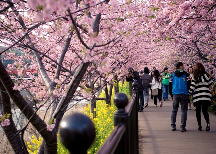 Tour Nhật Bản hoa anh đào 5N4Đ: Từ HCM - Shizuoka - Kawazu Zakura - Yamanashi - Nagano - Saitama - Tokyo, Bay Vietnam Airlines + KS 3-4*