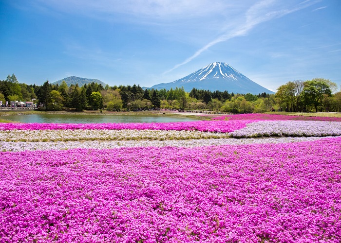 Tour Nhật Bản 7N6Đ: Từ HCM - Kobe - Osaka - Kyoto - Nagoya - Yamanashi - Tokyo - Narita, Bay Vietnam Airlines, khám phá mùa hoa tử đằng, hoa chi anh