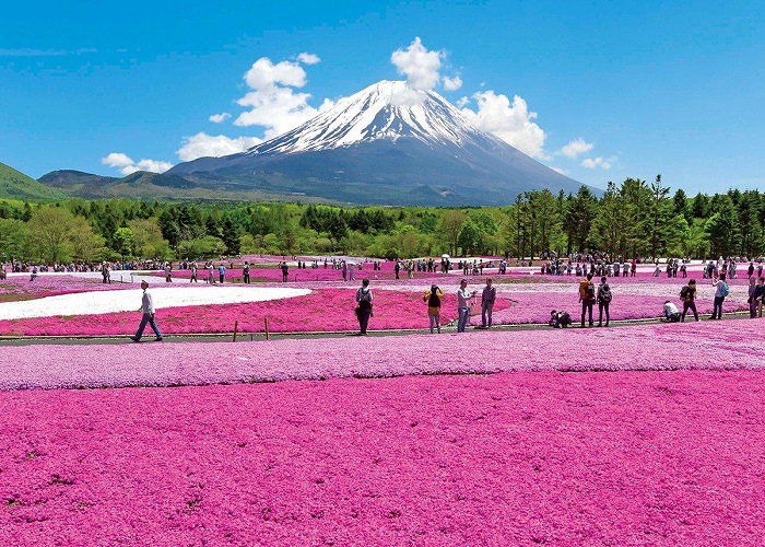 Tour Nhật Bản 7N6Đ: Từ HCM - Kobe - Osaka - Kyoto - Nagoya - Yamanashi - Tokyo - Narita, Bay Vietnam Airlines, khám phá mùa hoa tử đằng, hoa chi anh